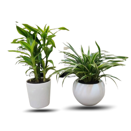 spider bamboo plant Lucky bamboo & Spider
