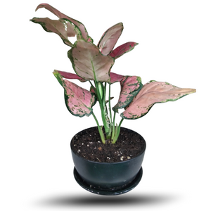Aglaonema