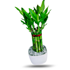lucky bamboo alamosa co Lucky Bamboo – ACI Aronno